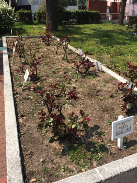 真田山公園の花壇のバラ