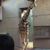 夕方からぶらりと天王寺動物園へ行ってきました